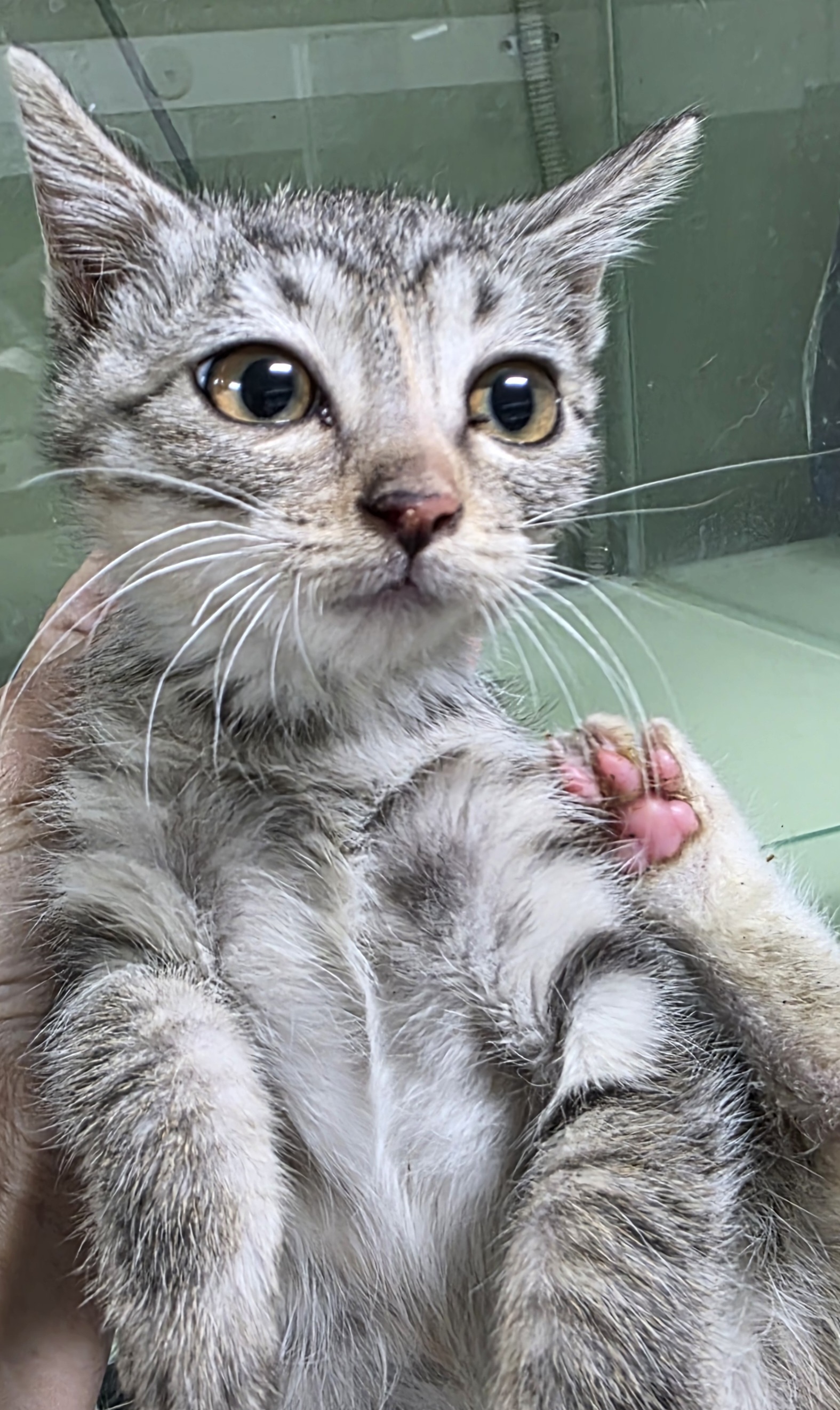 보호중 한국 고양이…