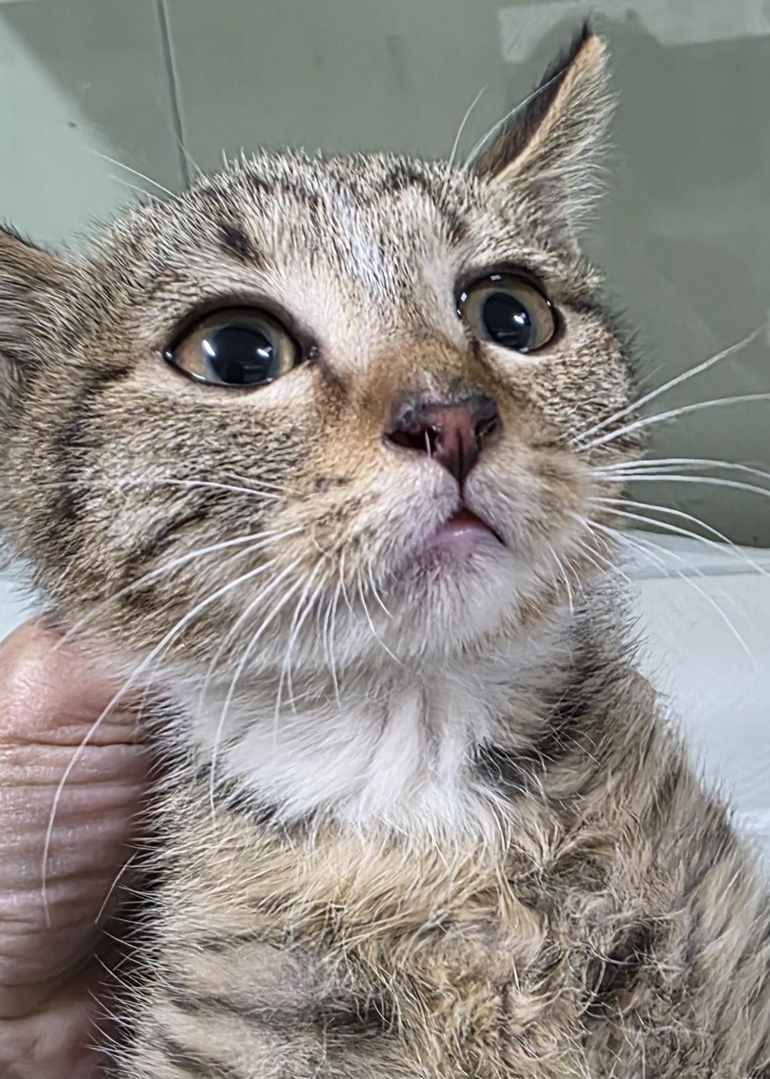 보호중 한국 고양이…