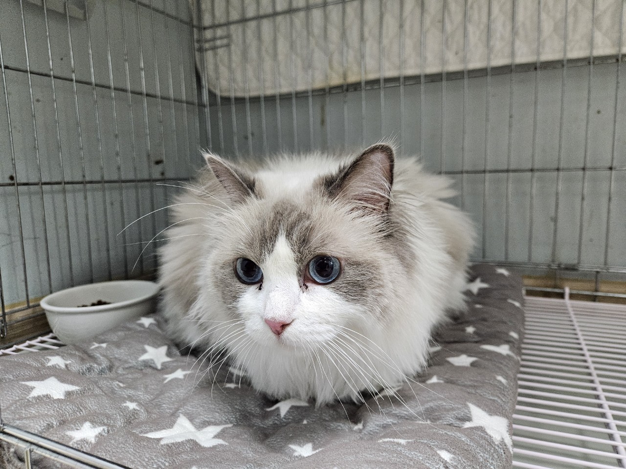 종료(입양) 레그돌…