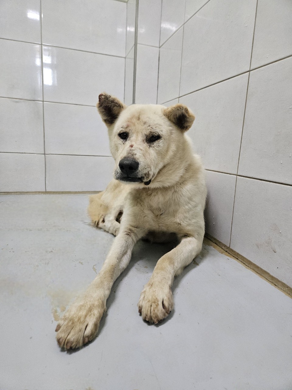 종료(안락사) 믹스…