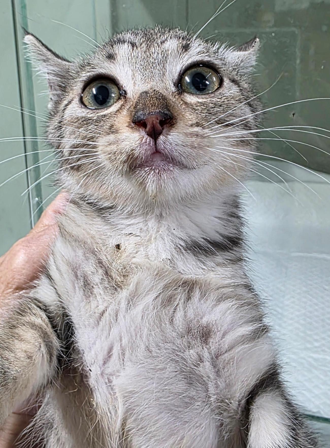 보호중 한국 고양이…