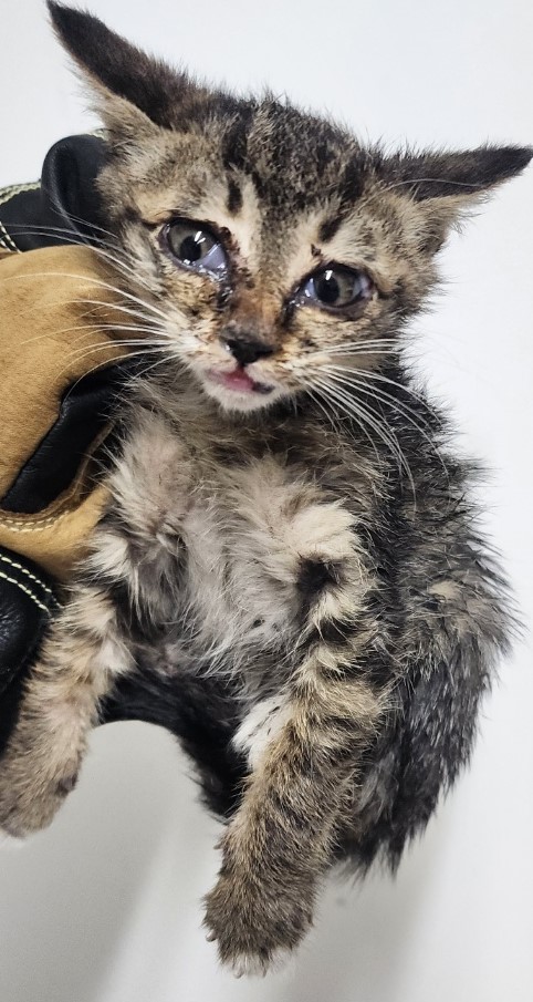 인천광역시수의사회_428351202500611