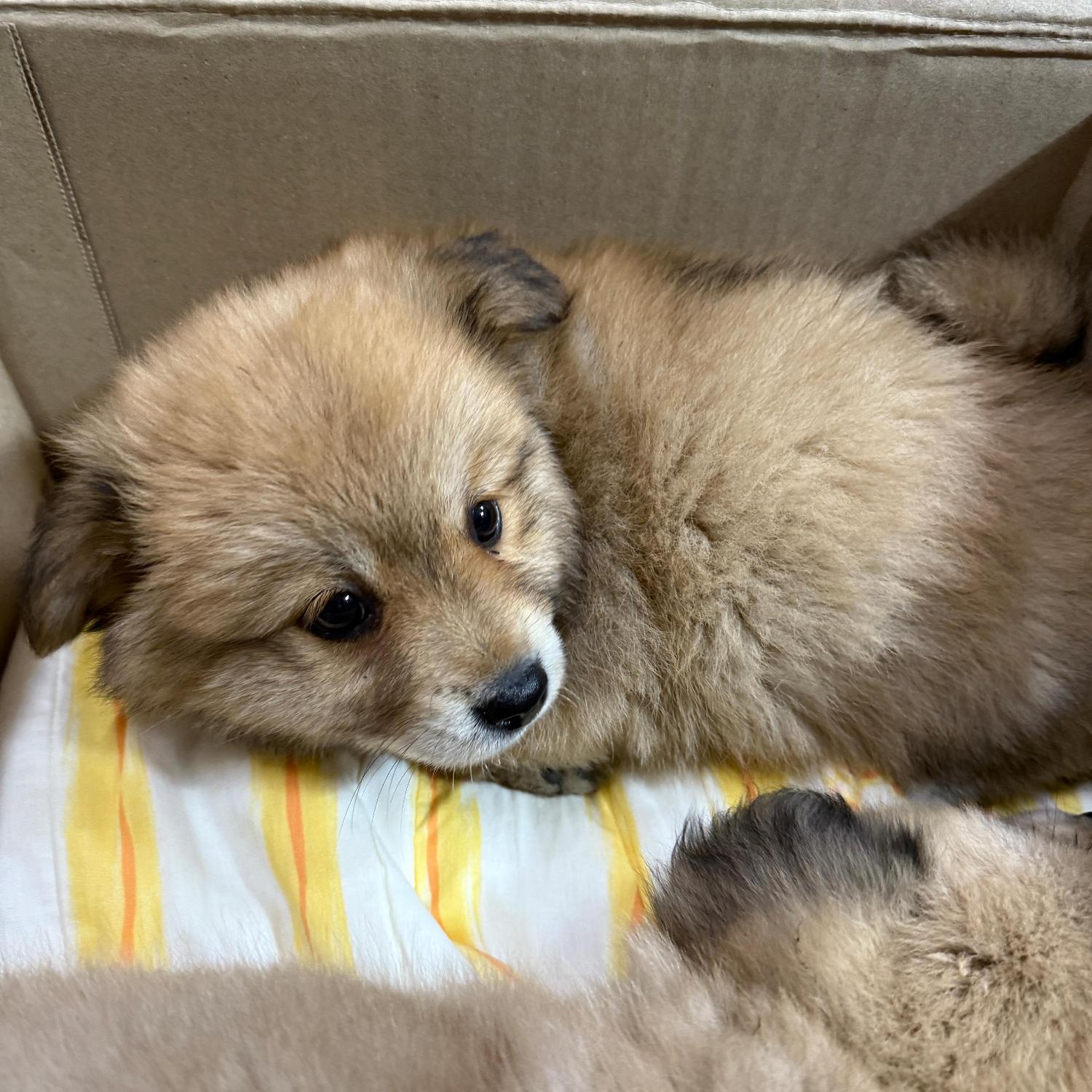 종료(입양) 믹스견…