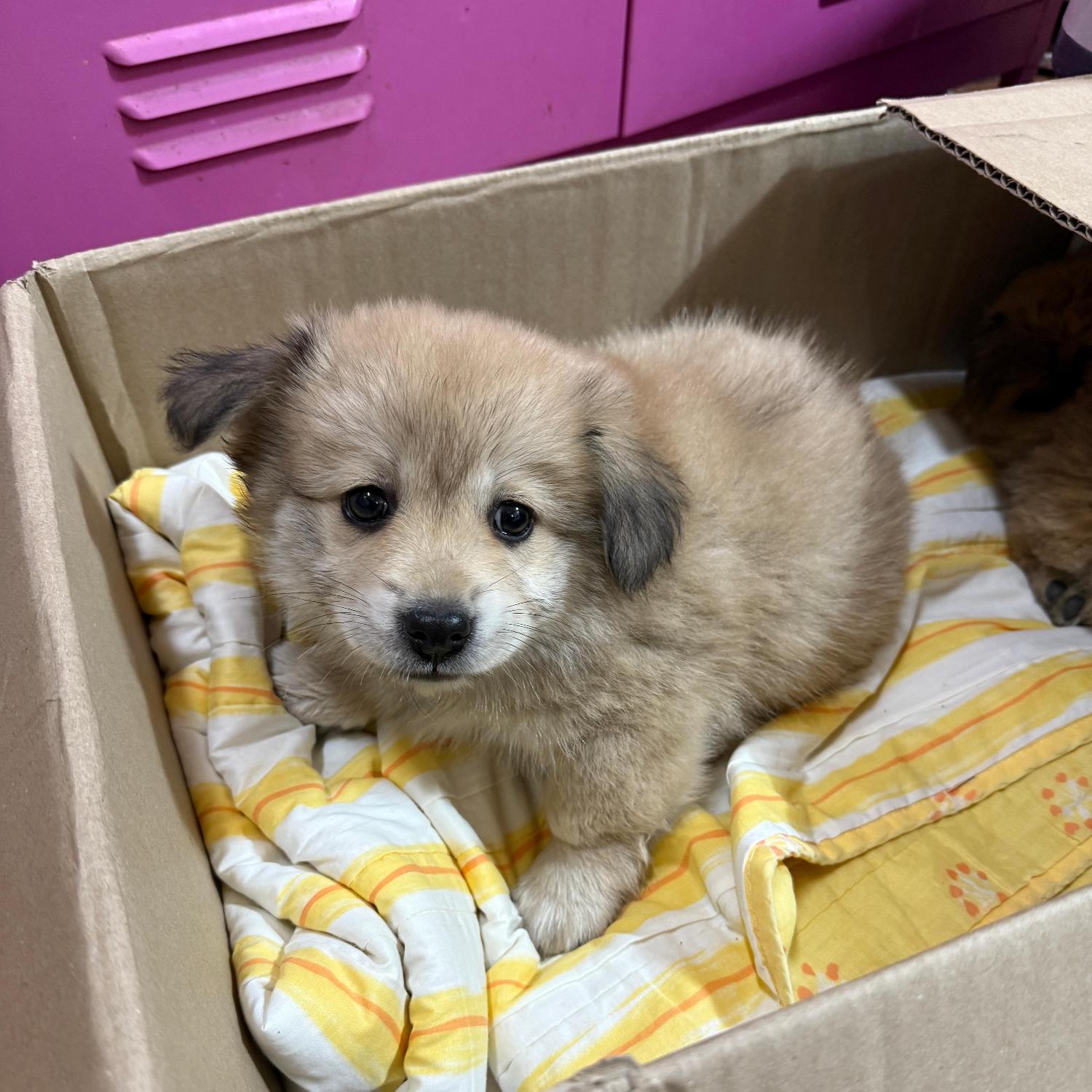 종료(입양) 믹스견…