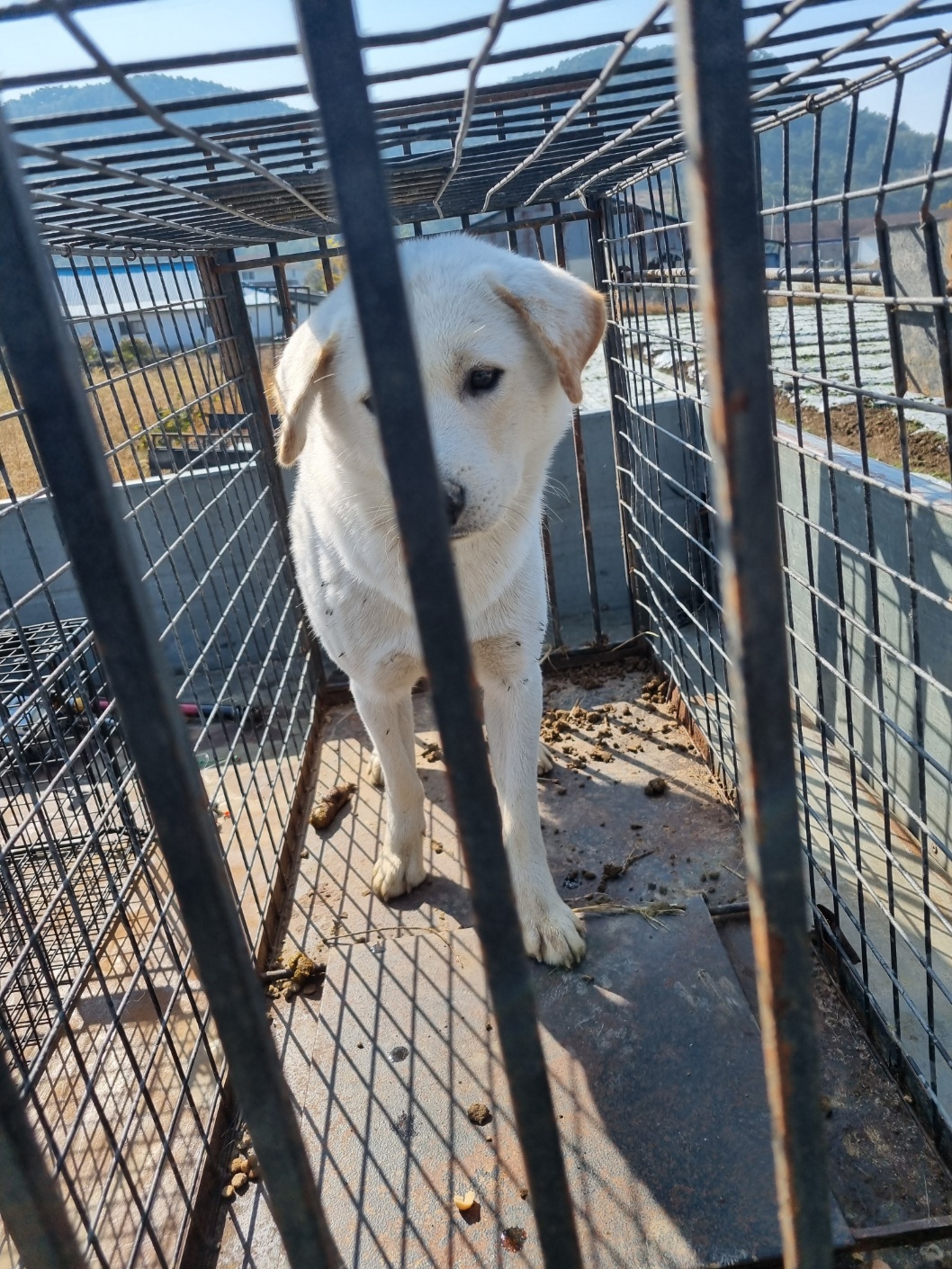 보호중 믹스견의 가…