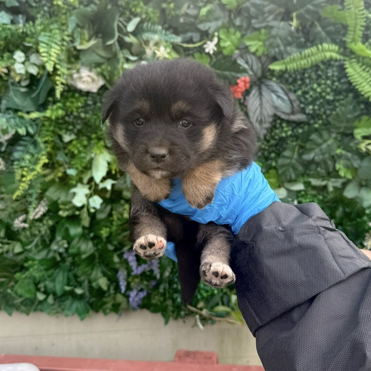 울산유기동물보호센터_431373202501735