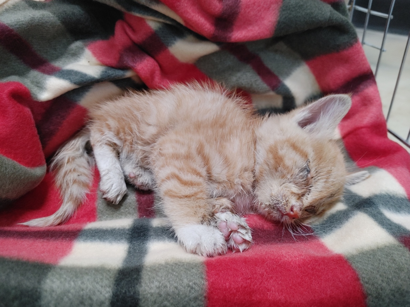 고양시동물보호센터_441394202502413