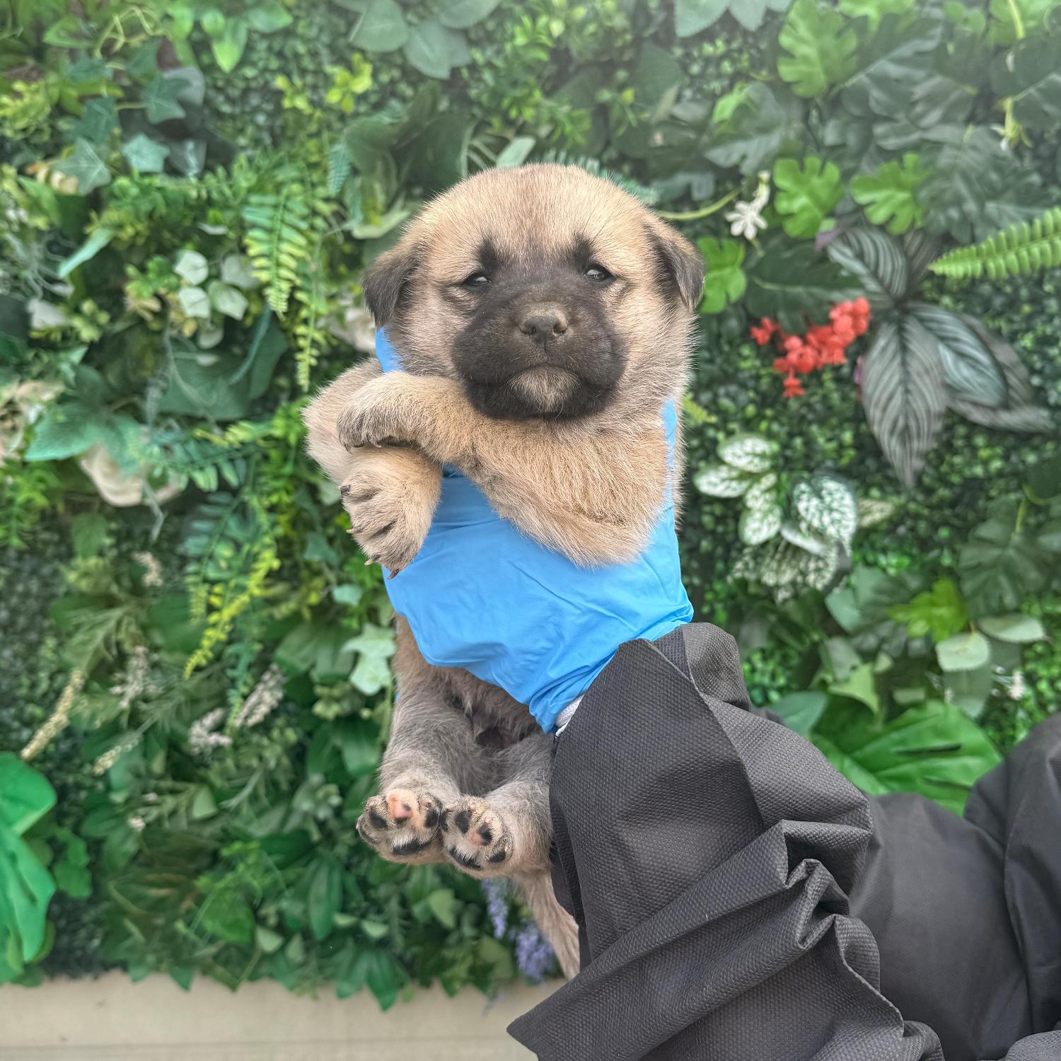 보호중 믹스견의 가…