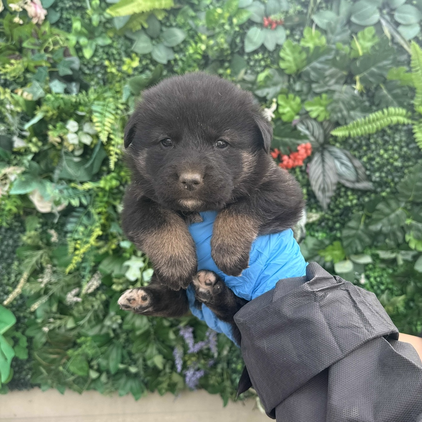 보호중 믹스견의 가…