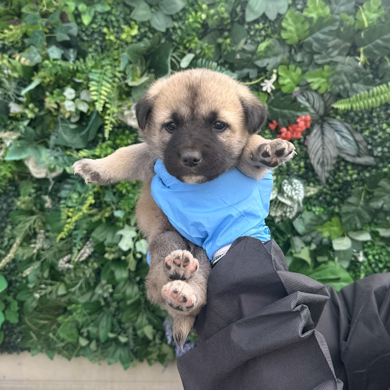 울산유기동물보호센터_431373202501734