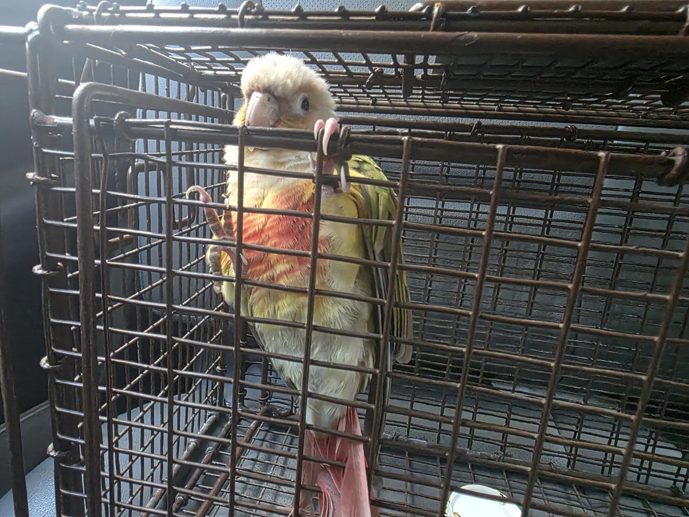 고양시동물보호센터_441394202502411