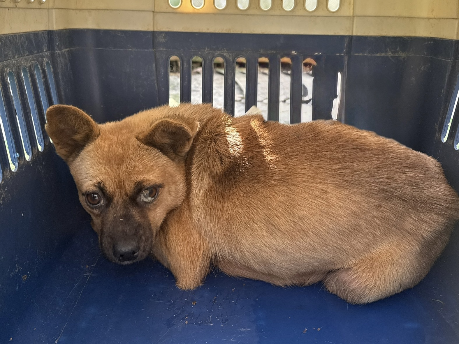 울산유기동물보호센터_431373202501733