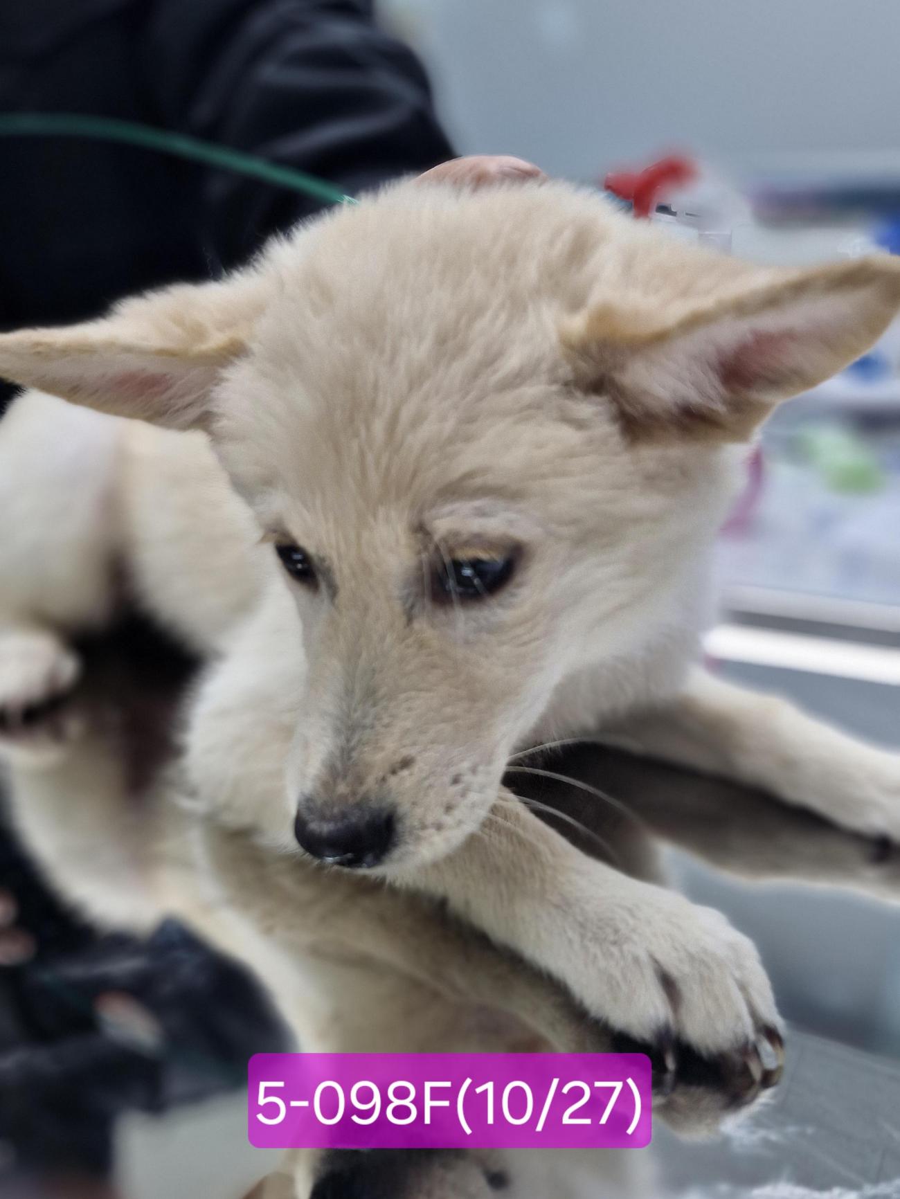 종료(입양) 믹스견…