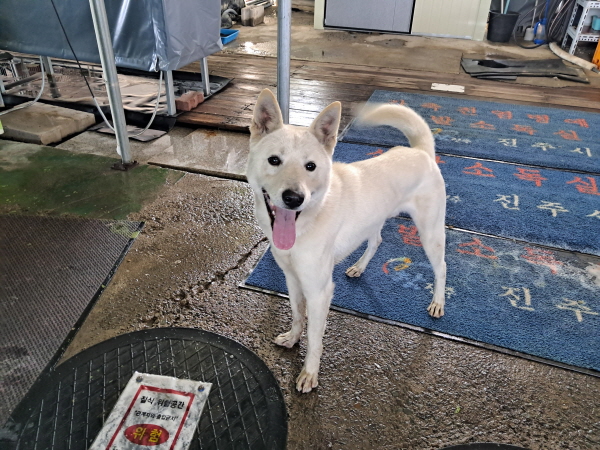 경남 진주시에서 진돗개 발견 보호