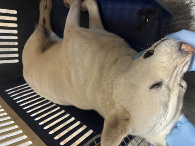 동부동물보호협회_426335202500628