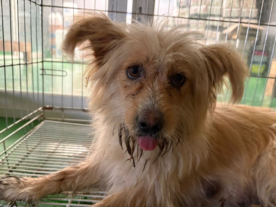 보호중 믹스견의 가…