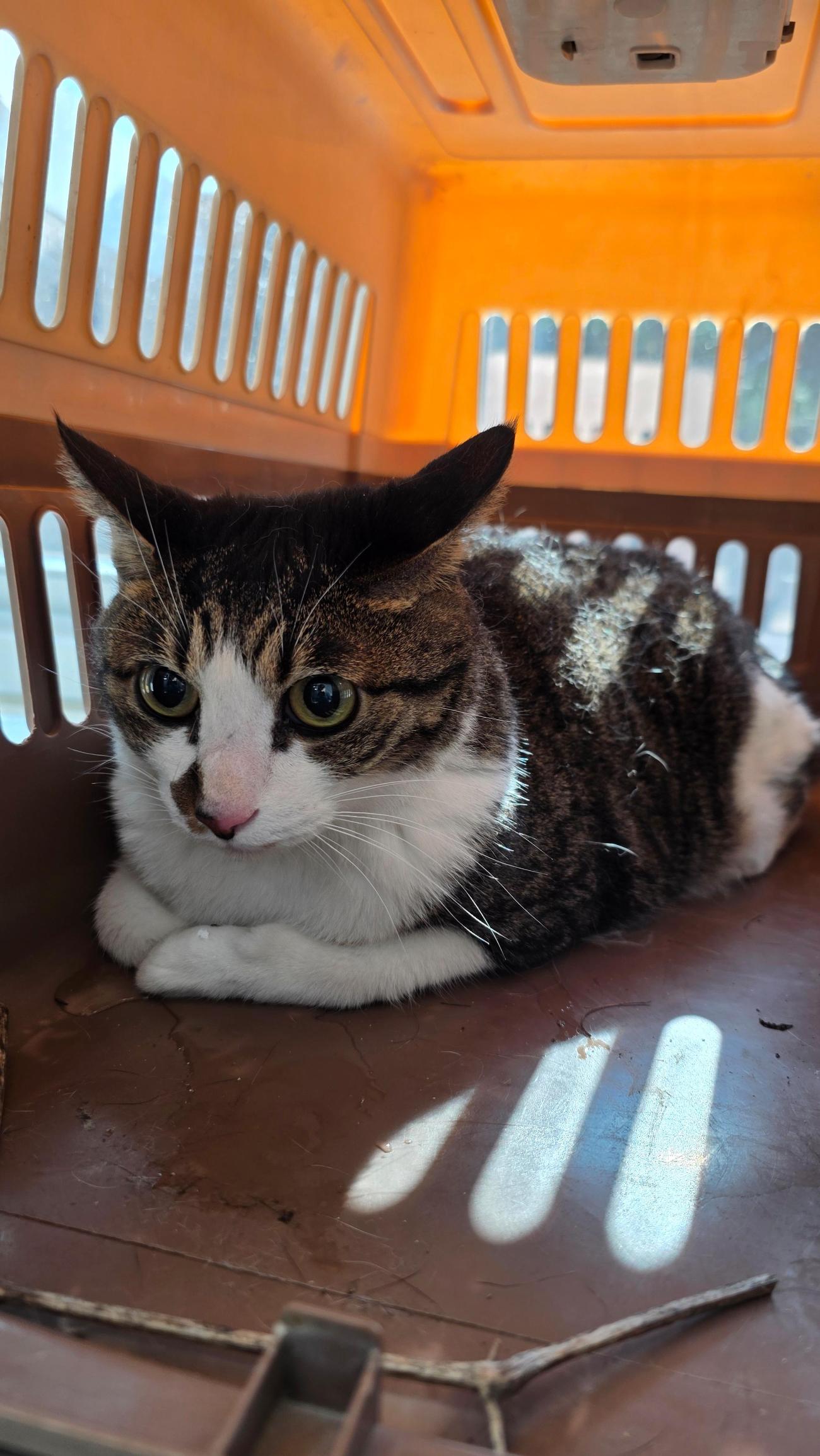 반려동물보호센터_443571202502955