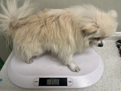 종료(입양) 포메라…