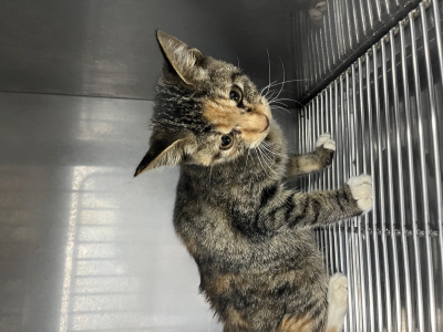 (사)동부동물보호협회_426330202500405