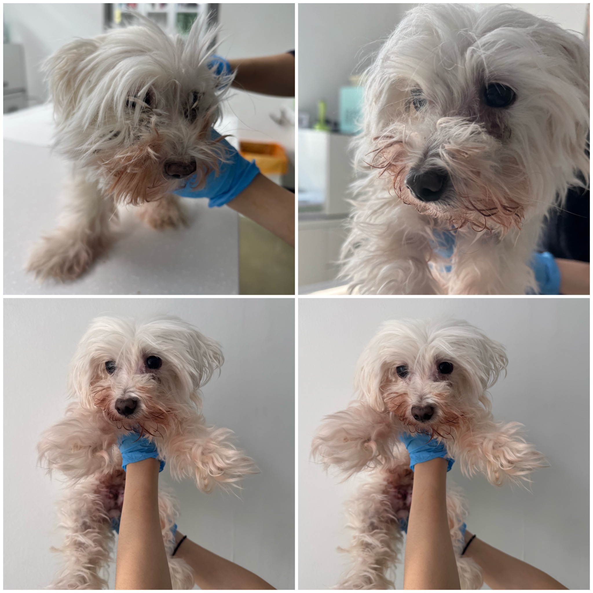 충남 천안 동남구에서 말티즈 발견 보호