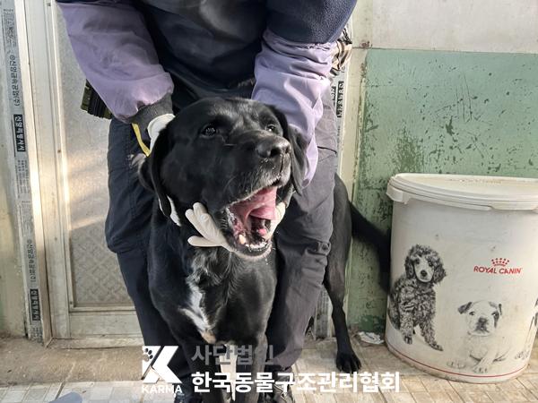 보호중 라브라도 리…