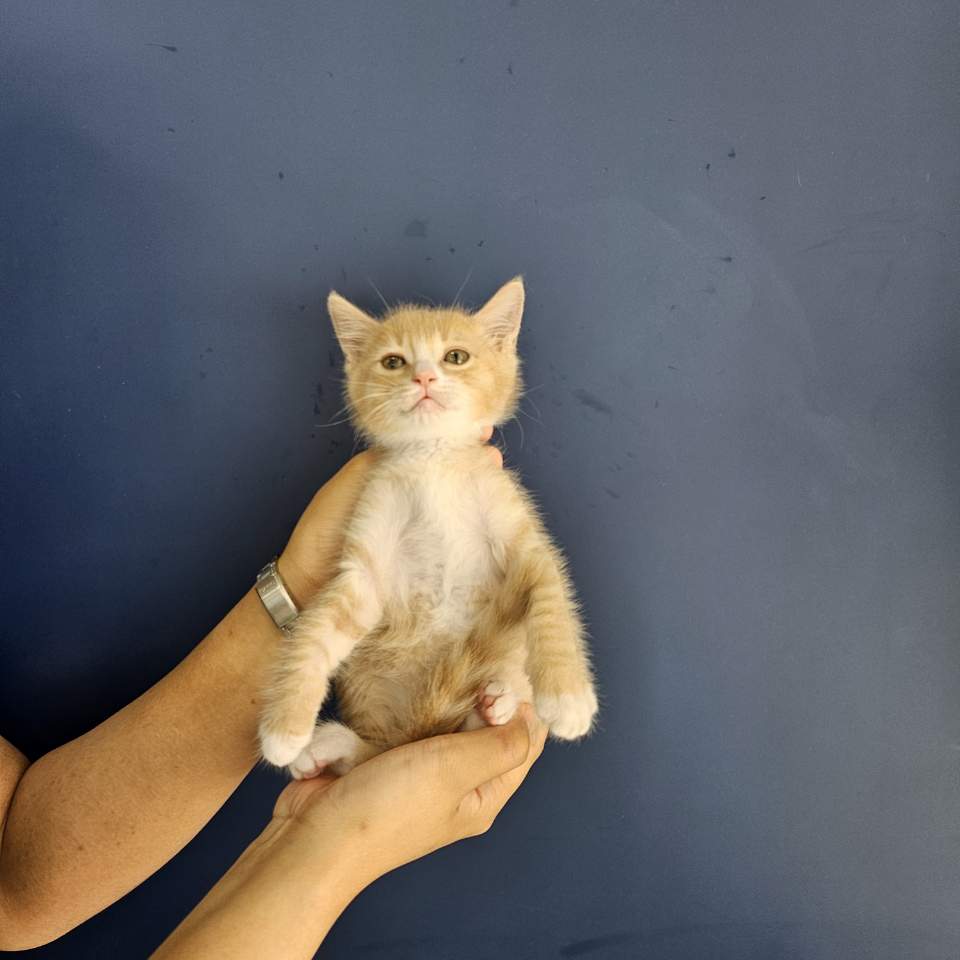 보호중 한국 고양이…