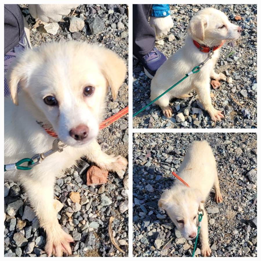 보호중 믹스견의 가…