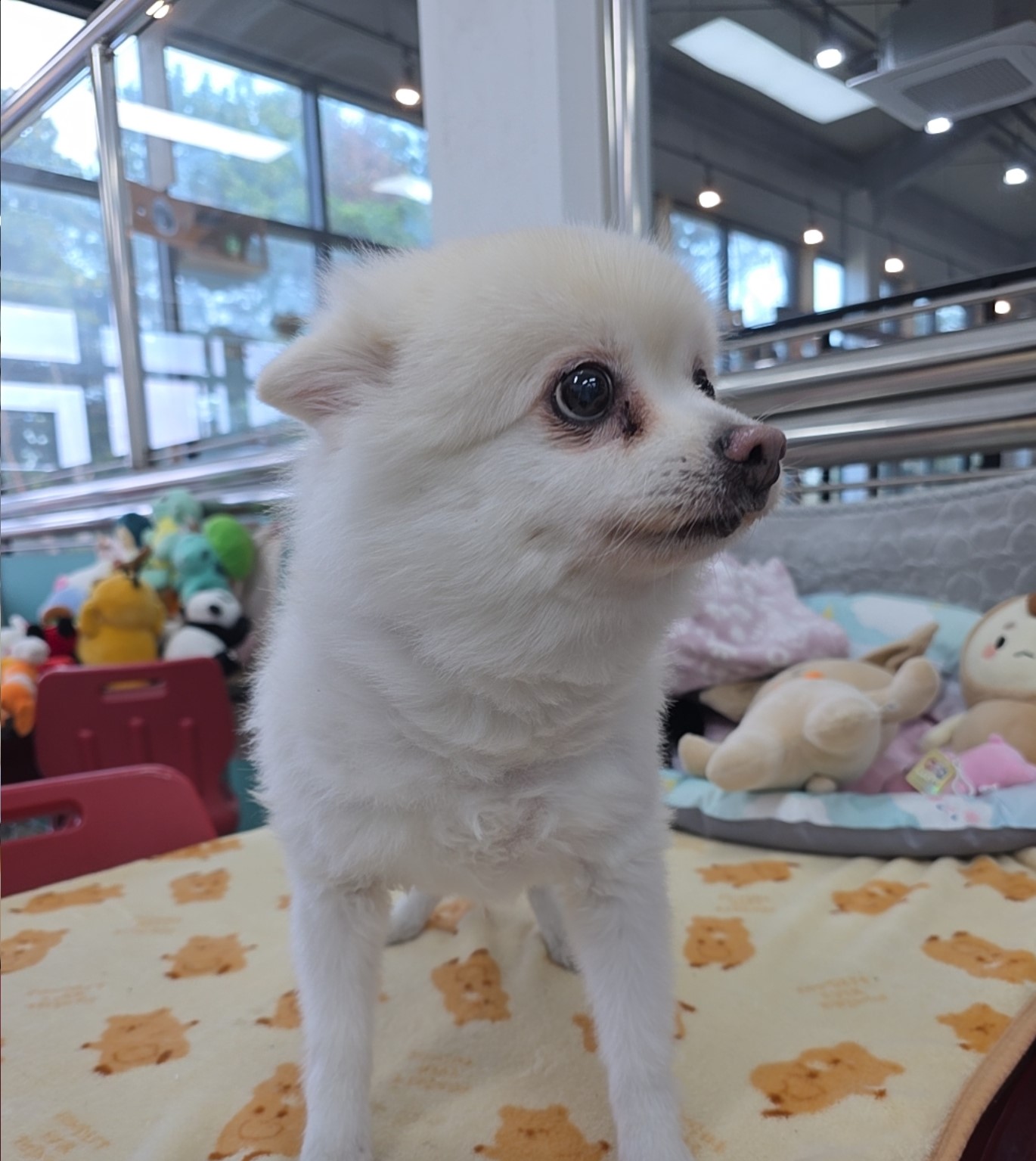 종료(반환) 믹스견…