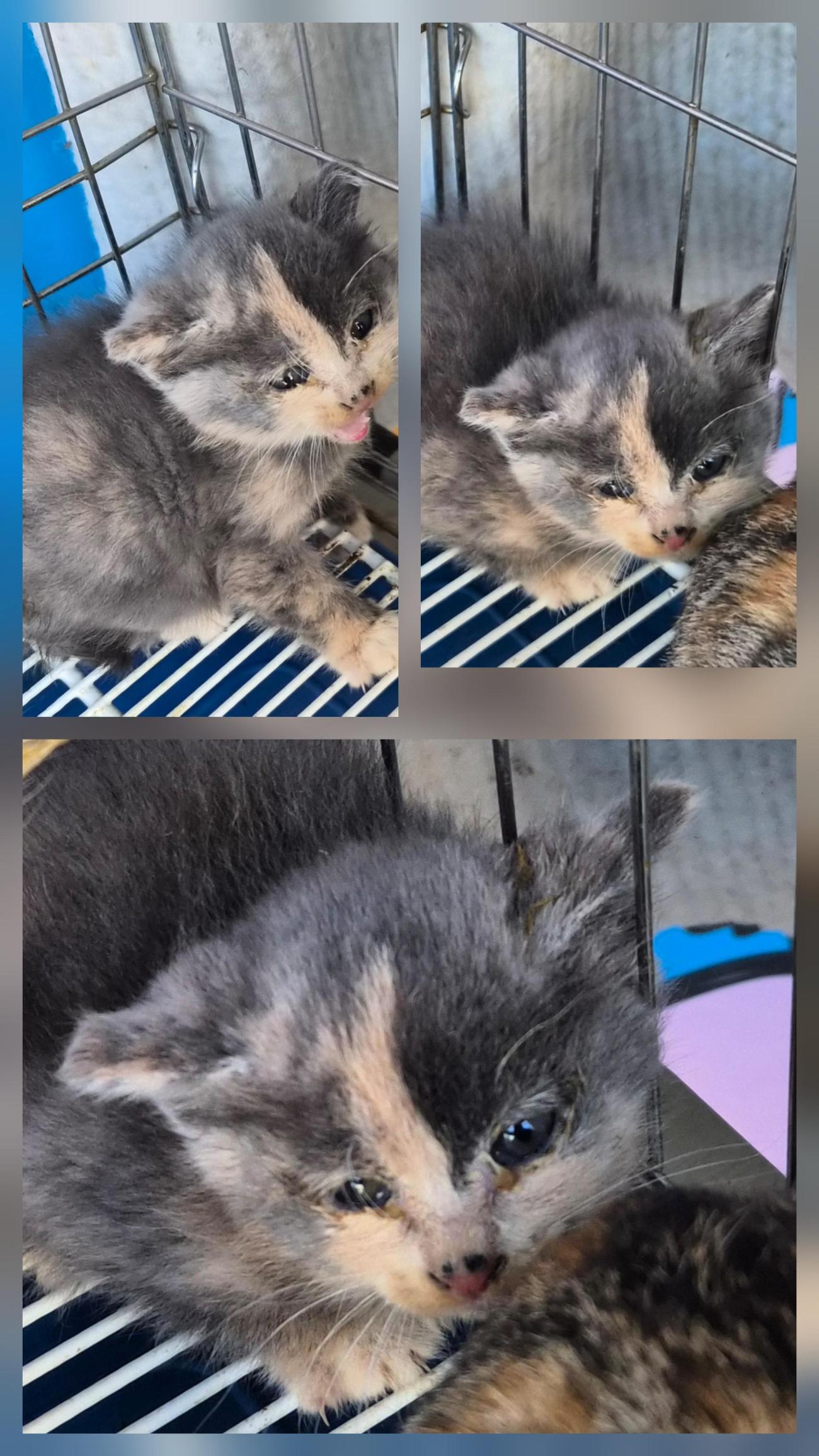 종료(입양) 한국 …