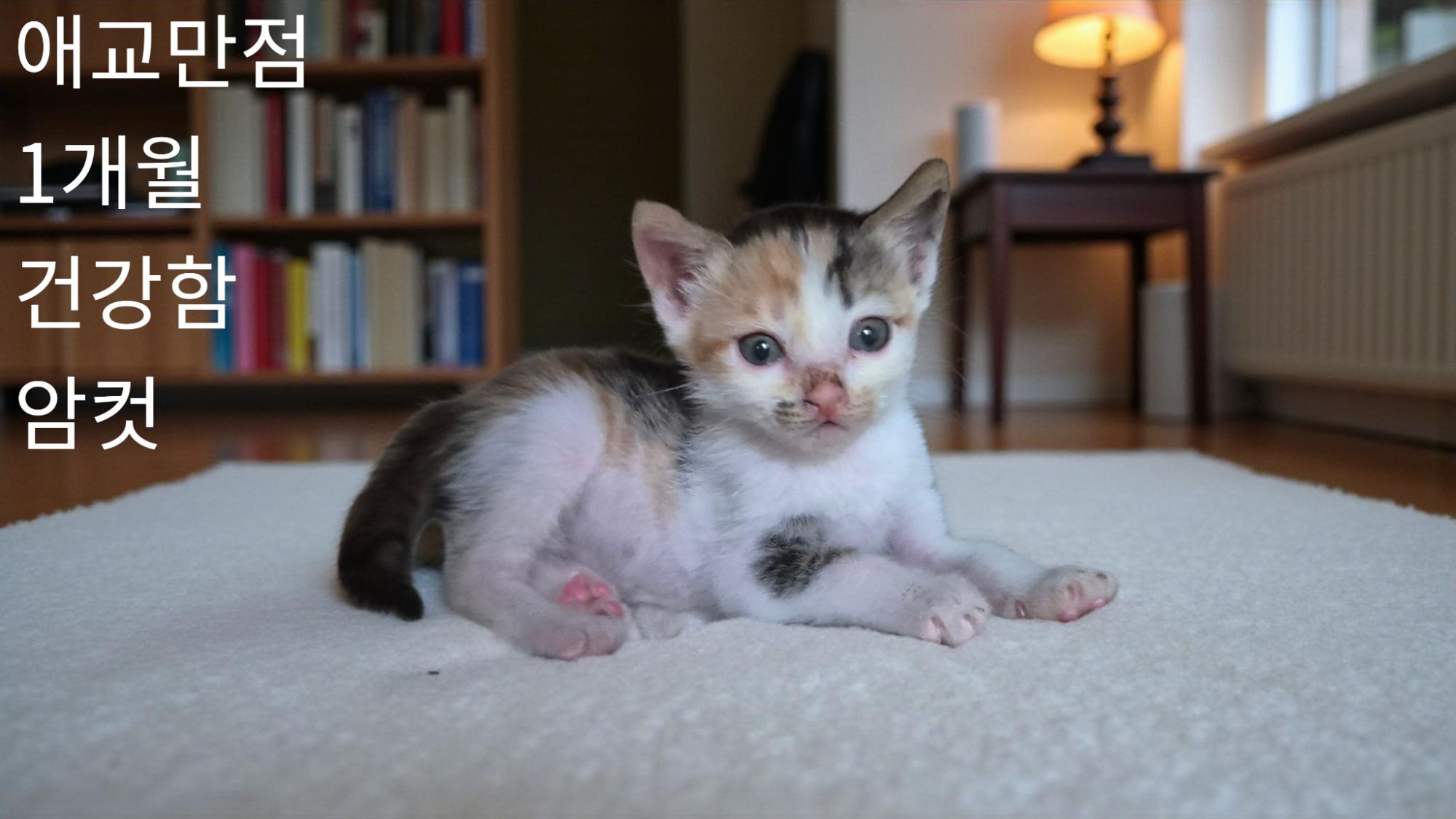 성주유기동물보호센터_447521202500499