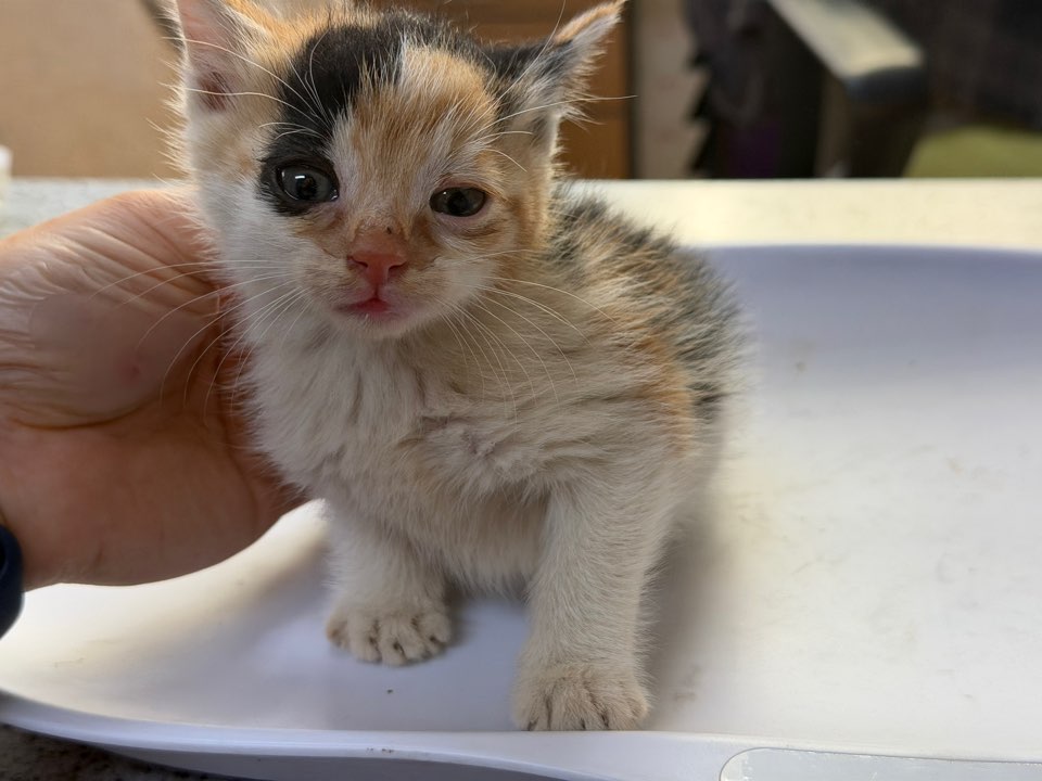 광주동물보호센터_429362202500825