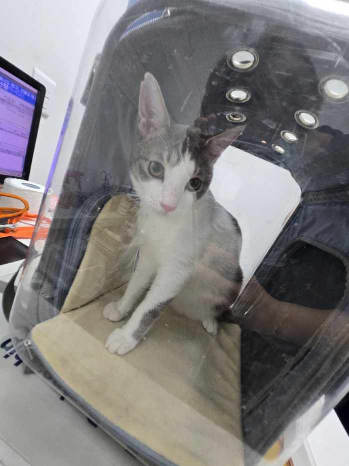 보호중 한국 고양이…