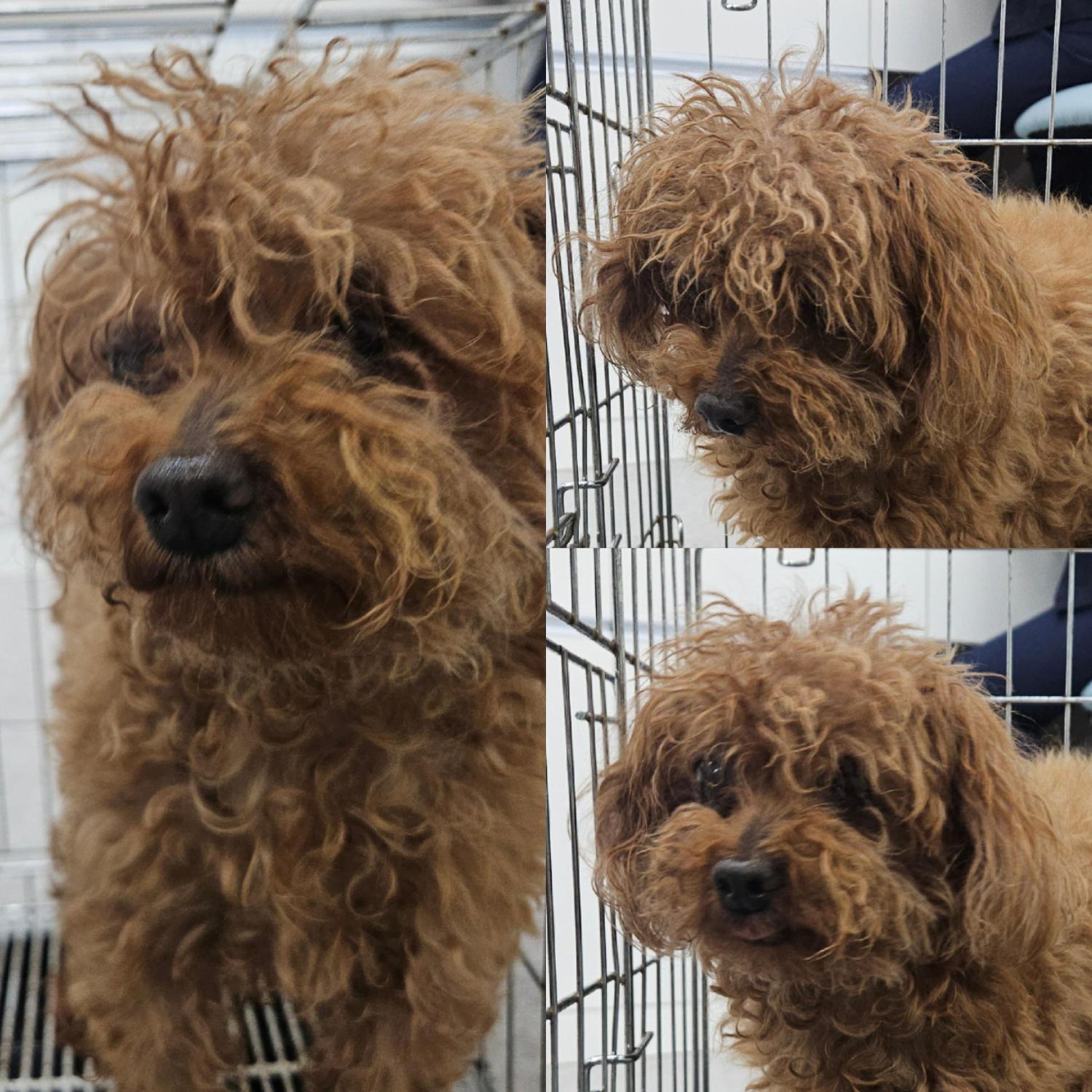 경북 경주 외동파출소에서 푸들 발견 보호