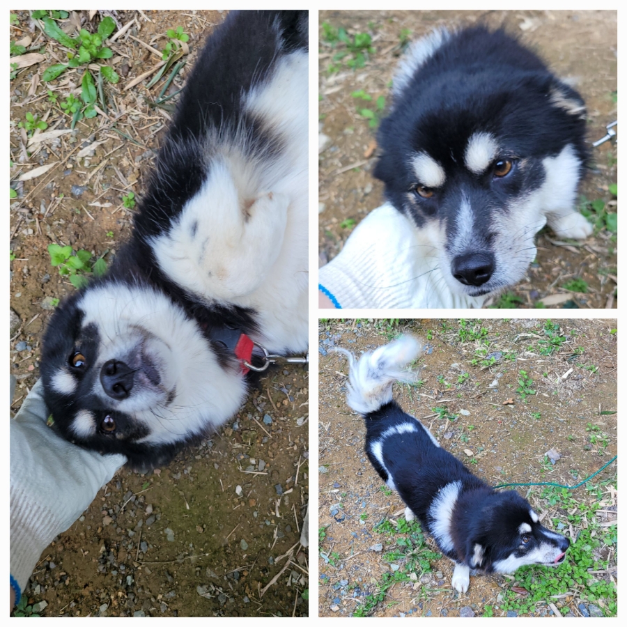 무안군유기동물보호소_446495202500359