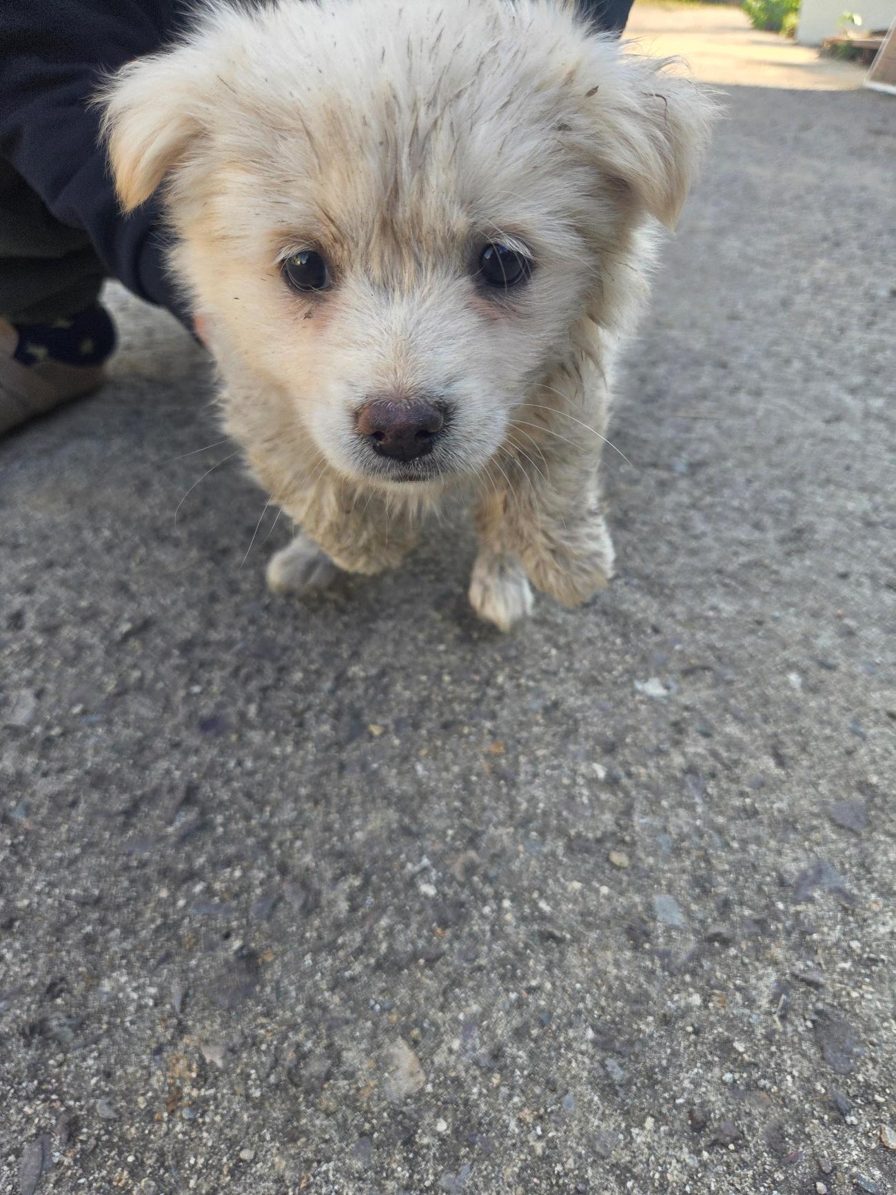 종료(자연사) 믹스…