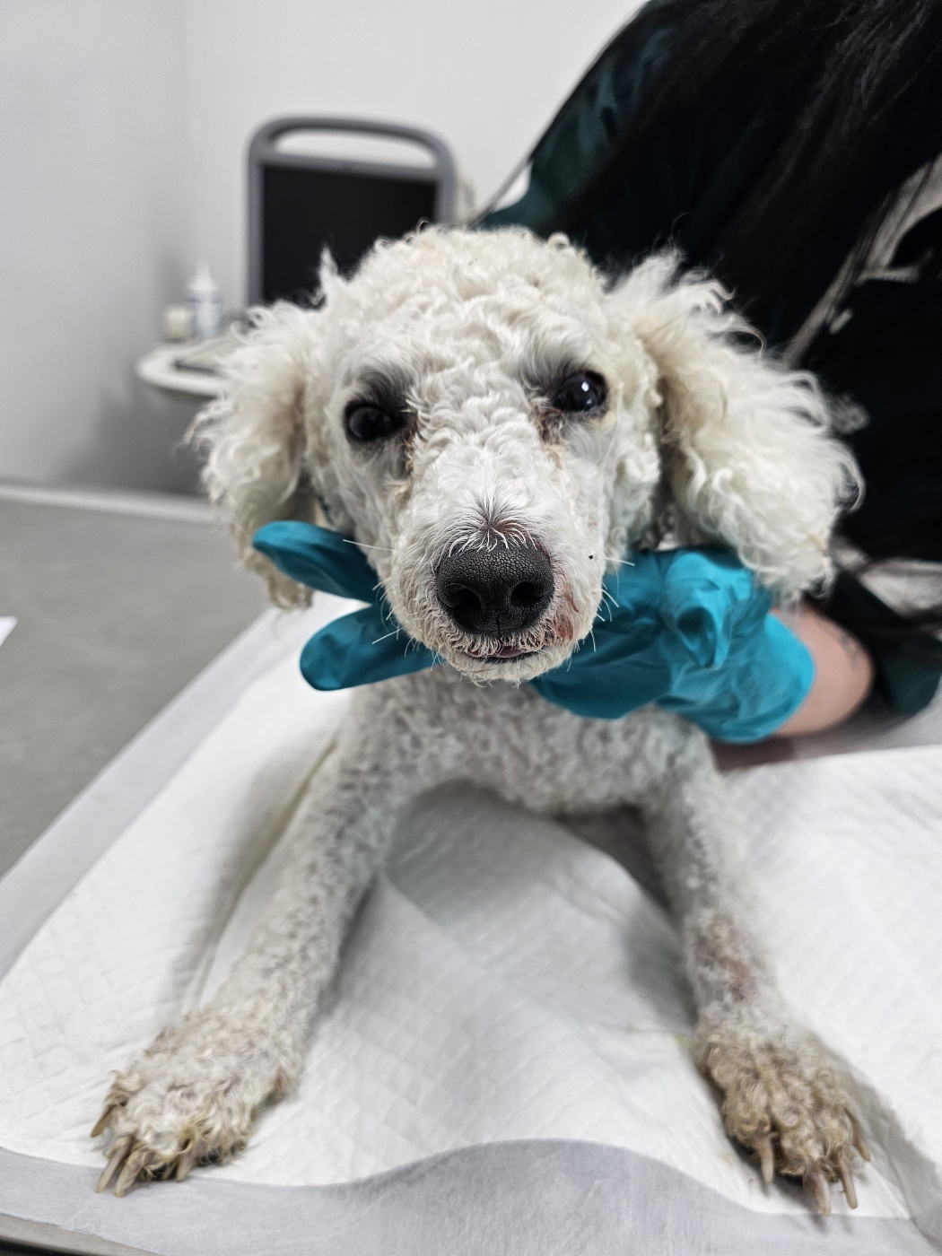 충북 청주 내수읍에서 비숑 프리제 발견 보호