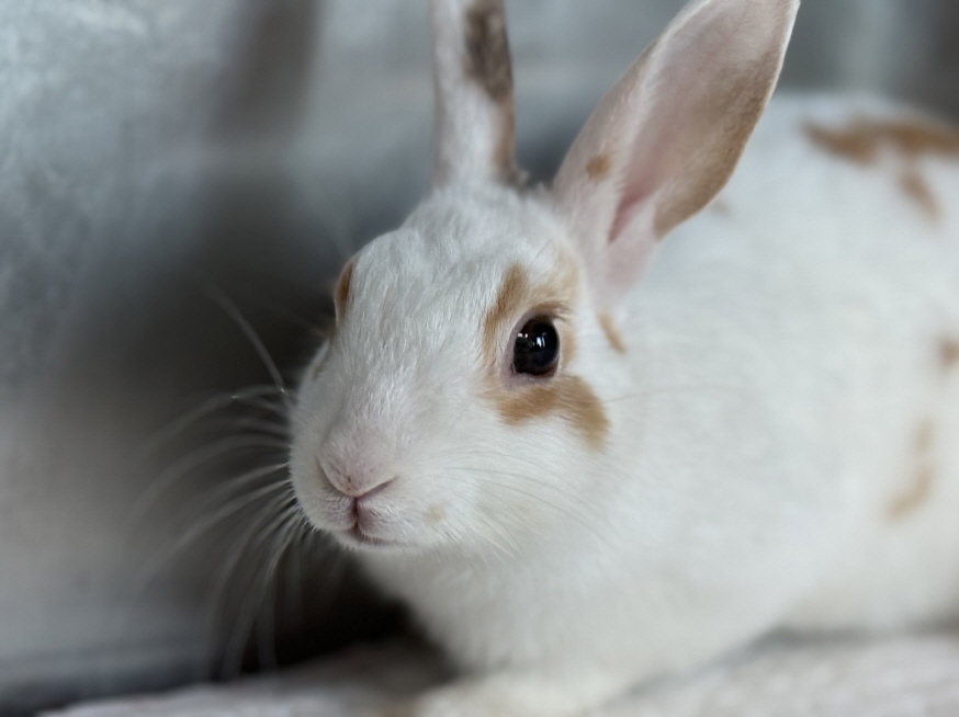 광주동물보호센터_429362202500827