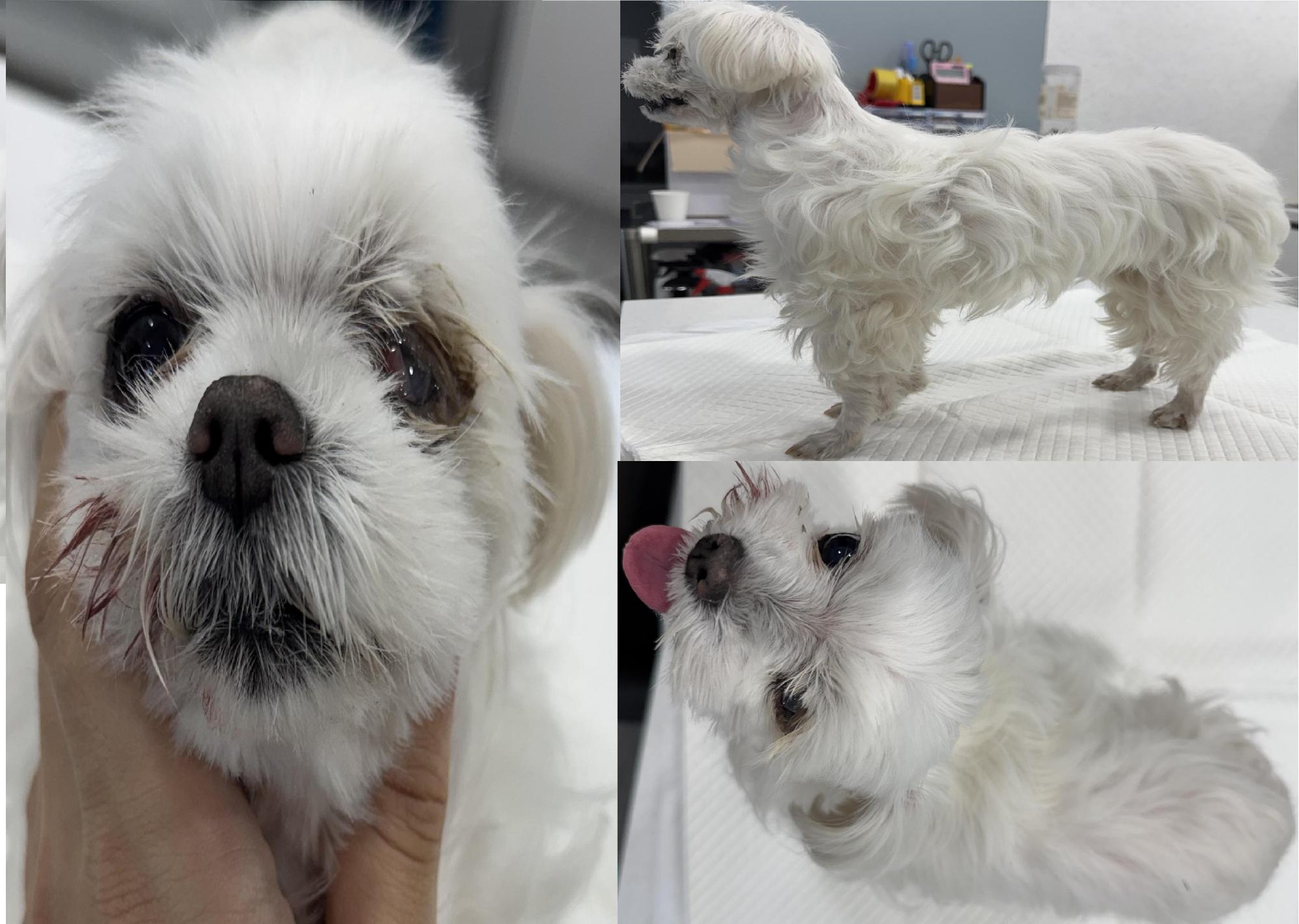 충남 서산 대산읍에서 말티즈 발견 보호