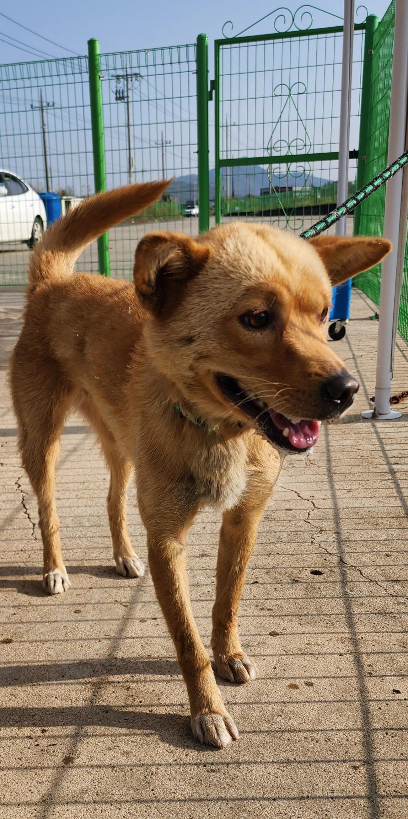 상주시 동물보호센터_447511202501419