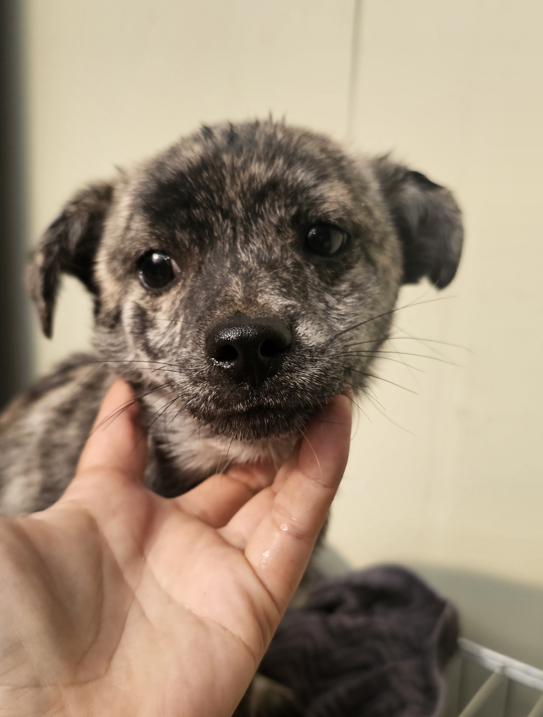 보호중 믹스견의 가…