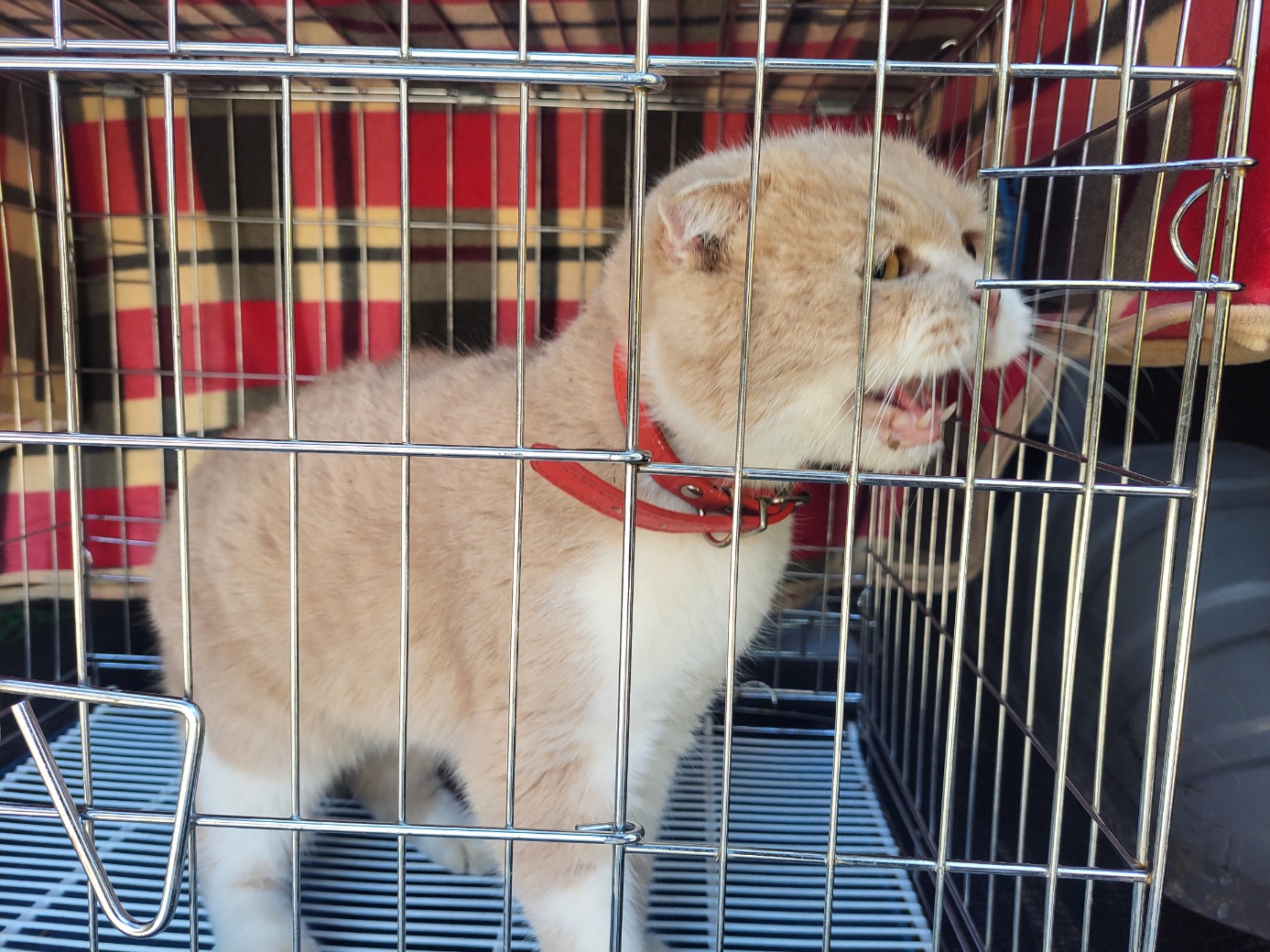 고양시동물보호센터_441394202502414