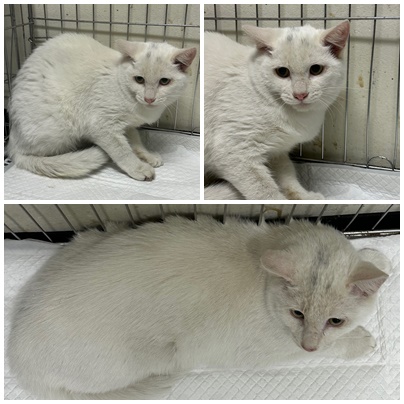 논산시 동물보호센터_444454202501058