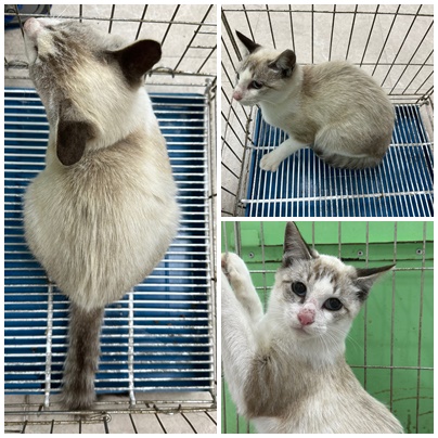 논산시 동물보호센터_444454202501057