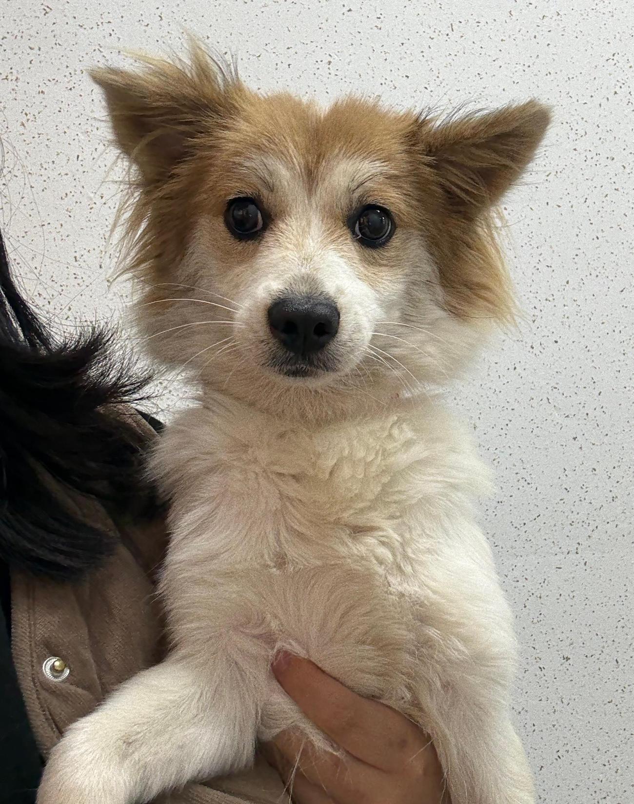 강릉시 동물사랑센터_442420202500631