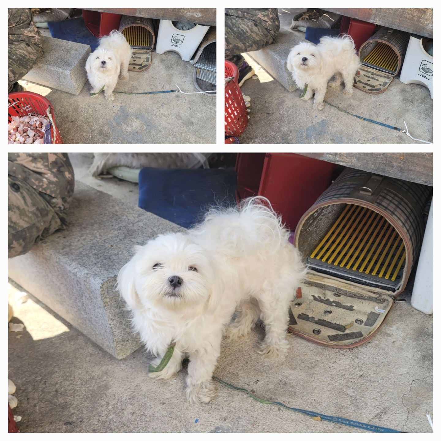 종합축산_447512202500665