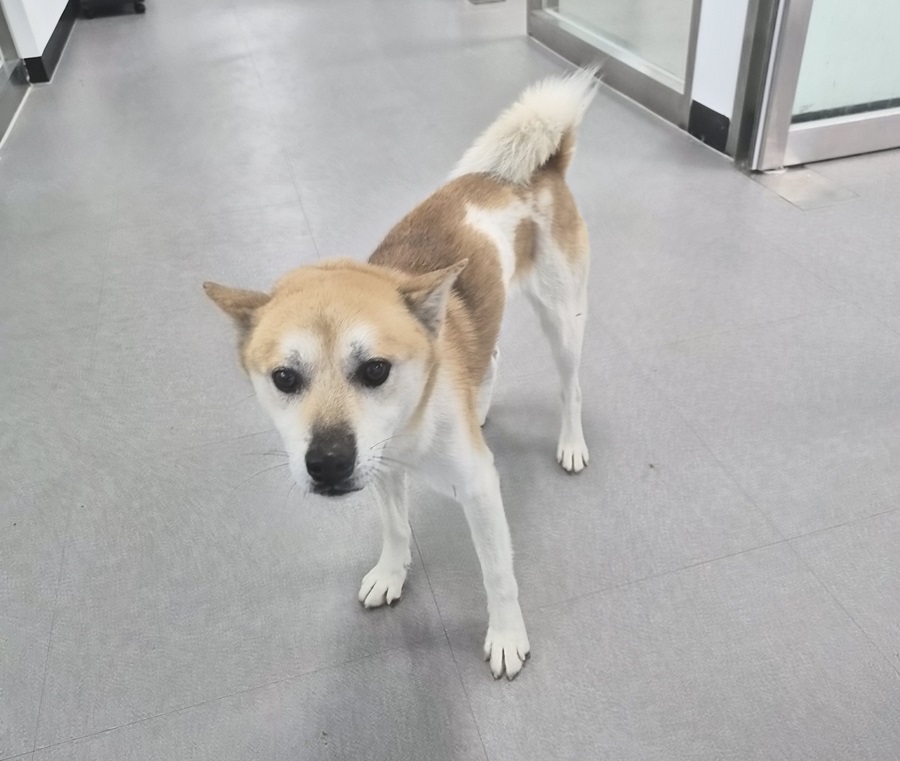 김천시 동물보호센터_447506202500381