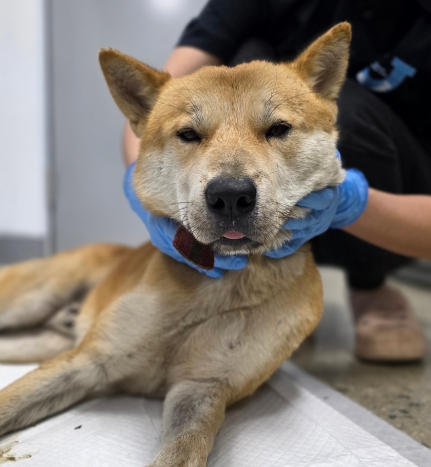 반려동물보호센터_443571202502959