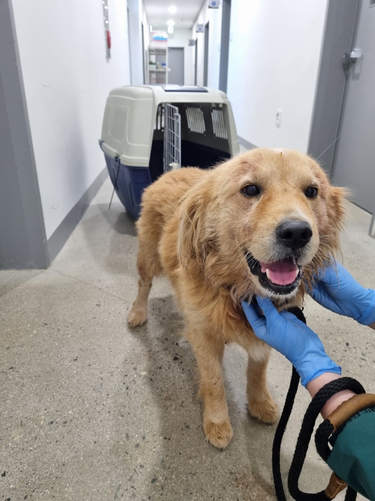 종료(반환) 믹스견…