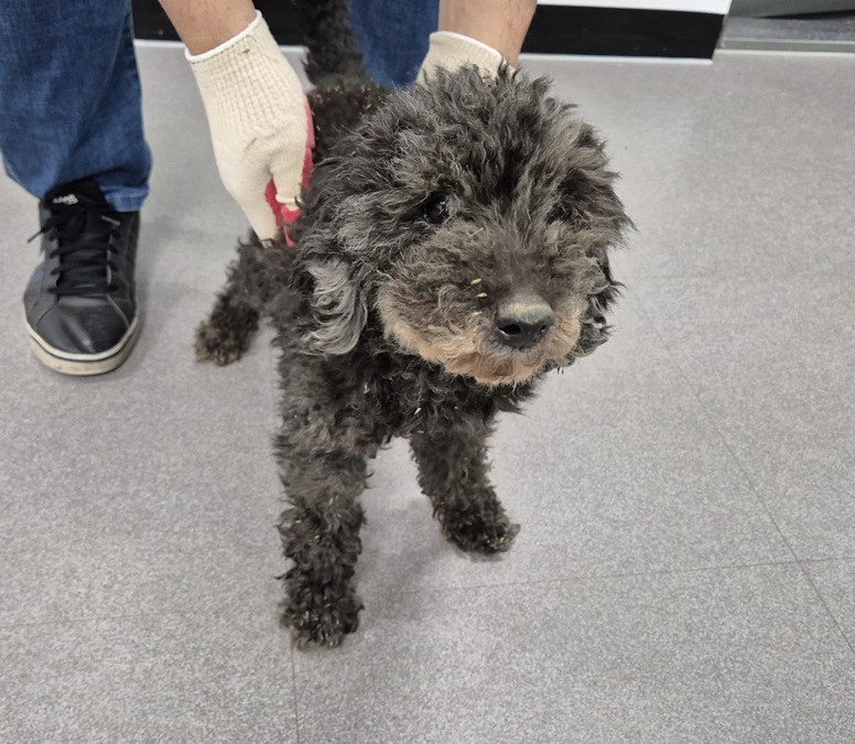 경북 김천 아포읍에서 푸들 발견 보호