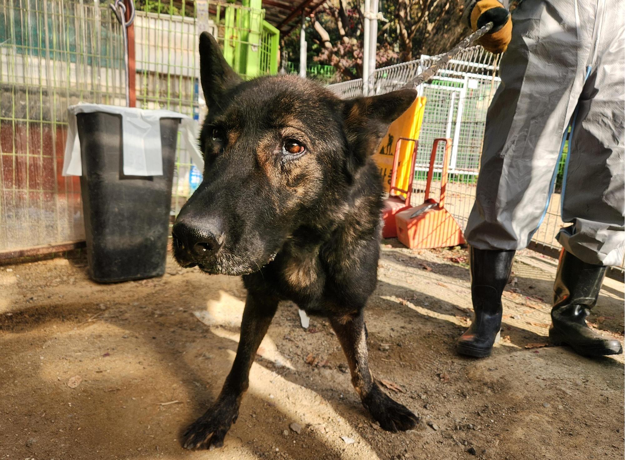 보호중 셰퍼드의 가…